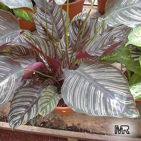 Pin-stripe calathea